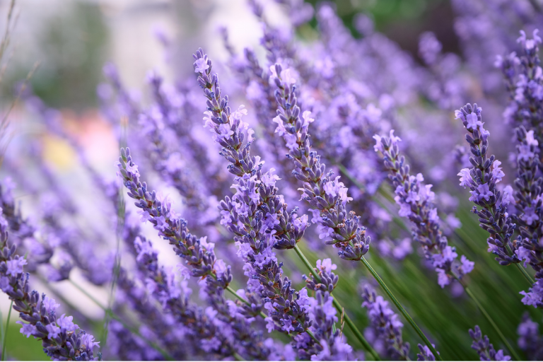 Plantes Résistantes à la Sécheresse