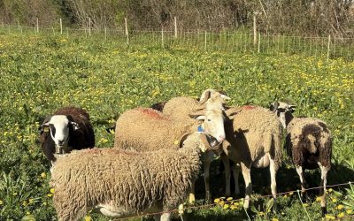 Une semaine dédiée à la brebis sur l’AGROCAMPUS 64