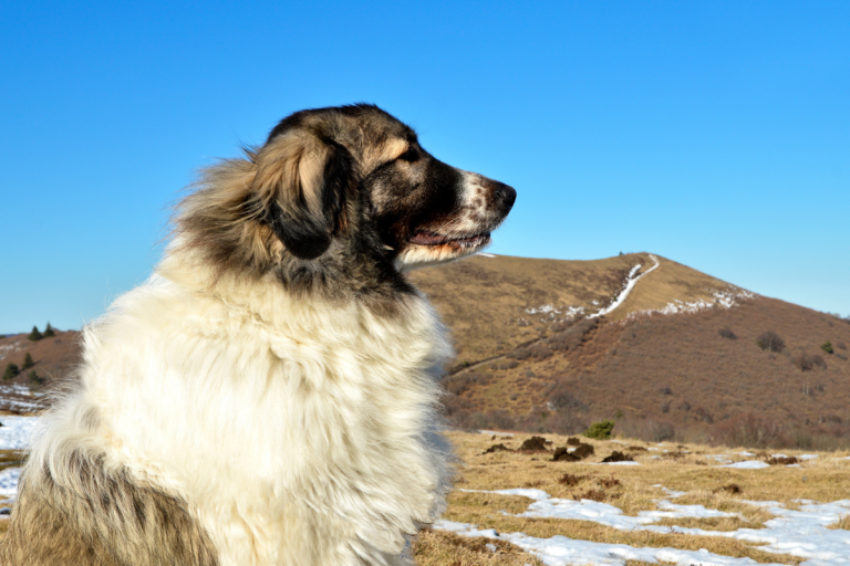UCARE – Chien de Troupeau