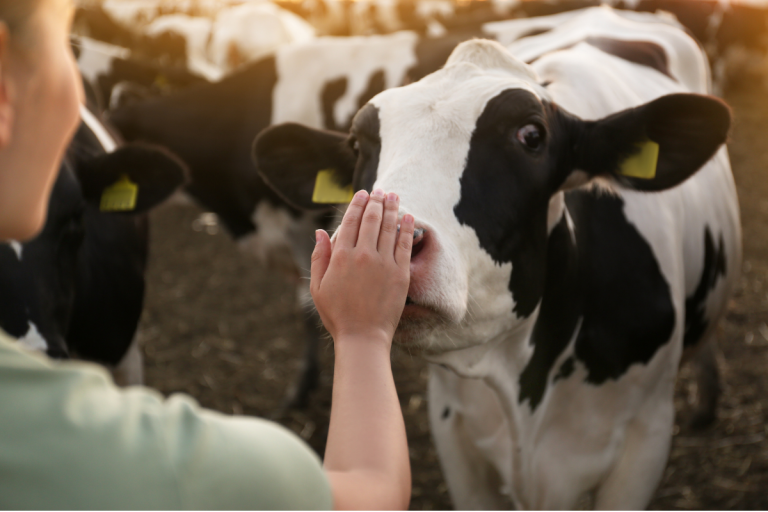 Ostéopathie Animale