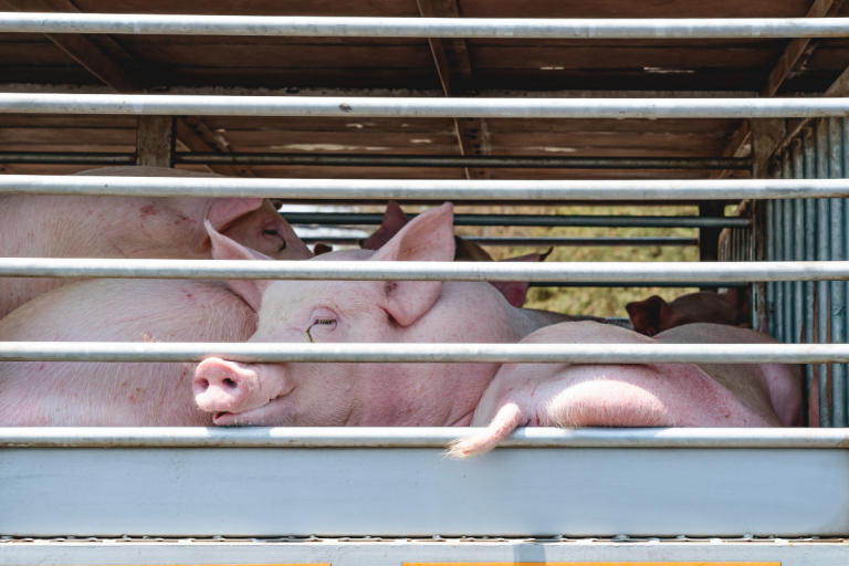 Transport d’Animaux Vivants – Formation 4C