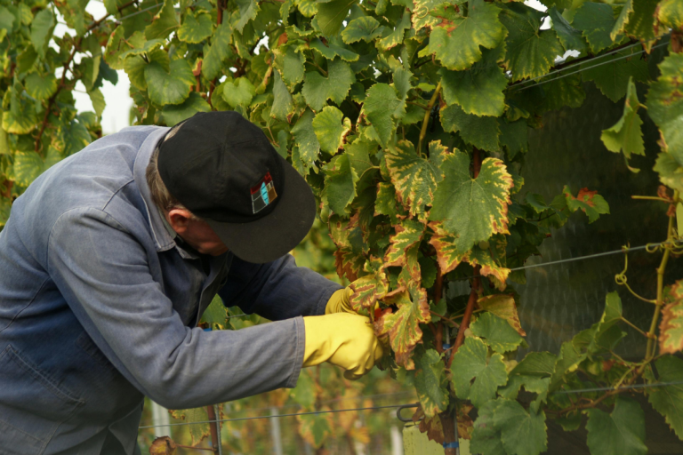 Reconnaissance des maladies, ravageurs sur la vigne