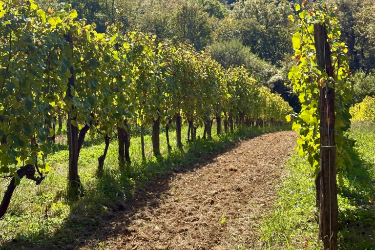Zéro herbicide : travail du sol