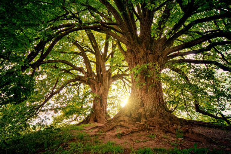 Compréhension du fonctionnement de l&rsquo;arbre