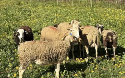 Une semaine dédiée à la brebis sur l’Agrocampus 64