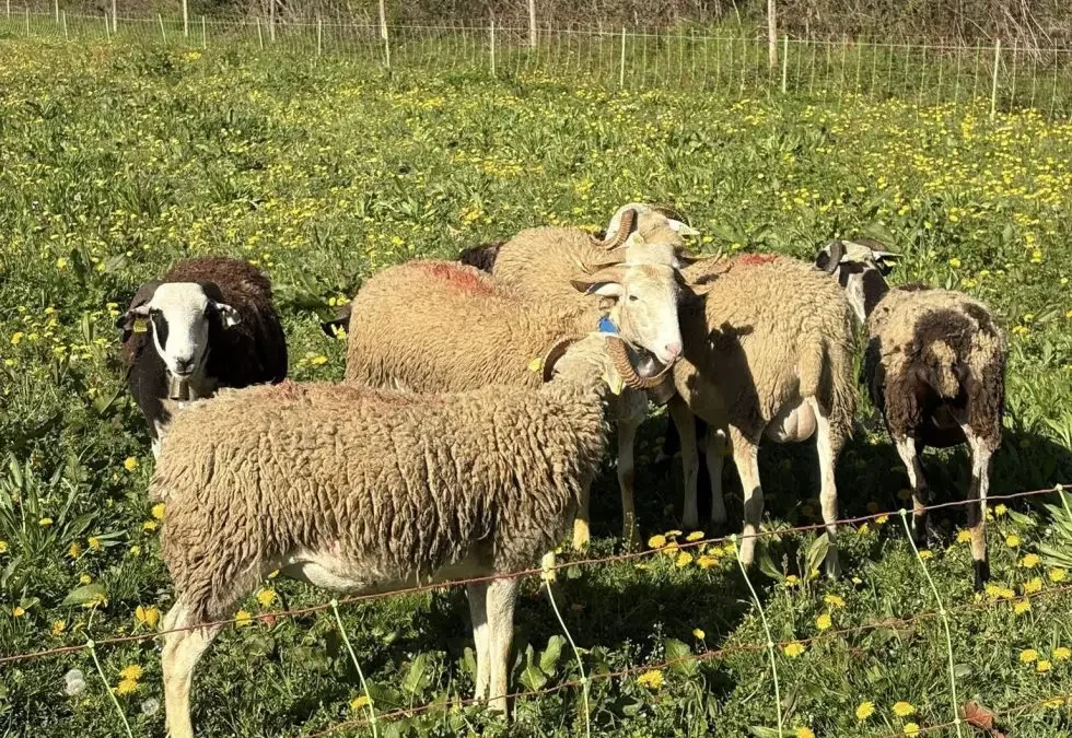 Une semaine dédiée à la brebis sur l’Agrocampus 64